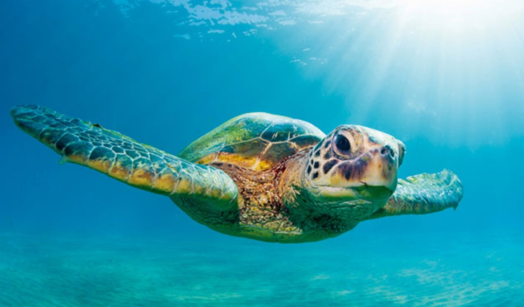 Carnival of the Animals – A music piece tells the story